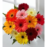 gerberas-colorful